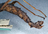 CollectionObject 1559802; NMW 458, 03ac9fca-a74c-4f9a-b939-195e8bd3af24: copyright NHMW. female: end of abdomen, lateral view (holotype). (CollectionObject).