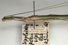 CollectionObject 1561995; NMW 1108, d54c1c92-d01e-447f-ac75-6271f7b47439: copyright NMW, Vienna. female: head and thorax, lateral view (syntype). (CollectionObject).