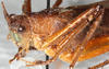 CollectionObject 1544458; 9e9eca22-fec2-470d-8409-ceb065d536e6: male, head and pronotum, fronto-lateral view (paratype). (CollectionObject).