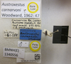 CollectionObject 1593622; bf46ca99-7a07-43b4-a334-91362b0a07b9: Austroxestus carnarvoni. Paratype. (BMNH) - (CC BY-NC 4.0) Photo by Stuart Cole, reproduced with permission from the Natural History Museum, London, UK. (CollectionObject).