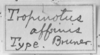 CollectionObject 1533383; 33d6689a-18e1-4048-8fe7-eb4c74d35b2f: Image Carbonell, C.S. label (holotype of Tropinotus affinis). (CollectionObject).