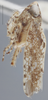 Habitus, lateral view: !! display not done !! on Antoniellus irrorellus Linnavuori, 1959: lateral. (Observation).