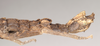 CollectionObject 1561546; NHMUK(SF IMPORT DUPLICATE) 845190, 9a44f9b5-bc60-4c86-8260-ef9e453133ea: copyright Natural History Museum, London. female: end of abdomen, lateral view (holotype). (CollectionObject).