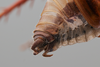 CollectionObject 2229687; b0bc9c22-3f28-4552-89af-a3bde19e6cb7: Male, postabdomen, lateral view. (CollectionObject).