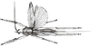 Peracca (Odontoconus) spinipes (Fritze, 1908): female (from 1908 Carl, J., Mitt. Schweiz. entom. Ges. 11). (Otu).