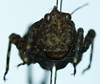 CollectionObject 1596106; c786dac7-e066-464f-bf49-2b840fa4c8f3: female, frontal view. (CollectionObject).