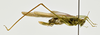 CollectionObject 1593130; a1f525ae-f595-4509-94d1-73007192daf6: female, lateral view. (CollectionObject).