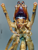 CollectionObject 1536089; a93fe880-a24d-4e40-83c3-ea2198e04601: male, frontal view (holotype). (CollectionObject).