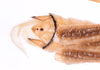 CollectionObject 1585730; 57cbb686-8635-4d2c-867e-6a3b1215706b: male, terminalia (no a type). (CollectionObject).