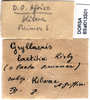 CollectionObject 1500129; d1d5b954-18e2-488a-9598-f042ad5af5ee: labels (syntype). (CollectionObject).