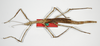 CollectionObject 1557425; 2b097204-6d6d-41fd-a339-280c85ea5c04: copyright ZMB, Berlin. female of synonym Haplopus ceratophyllus (syntype). (CollectionObject).;CollectionObject 1557425; 2b097204-6d6d-41fd-a339-280c85ea5c04: copyright ZMB, Berlin. female of synonym Haplopus ceratophyllus (syntype). (CollectionObject).;CollectionObject 1557426; c4b643df-7950-47f4-b9fd-d880ccb56f72: copyright ZMB, Berlin. female of synonym Haplopus ceratophyllus (syntype). (CollectionObject).;CollectionObject 1557426; c4b643df-7950-47f4-b9fd-d880ccb56f72: copyright ZMB, Berlin. female of synonym Haplopus ceratophyllus (syntype). (CollectionObject).