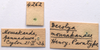 CollectionObject 2060420; e62be9d3-d648-420a-bb94-e47703122877, CNMS 4262: labels (paratype). (CollectionObject).