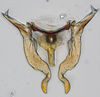 Aedeagus, ventral view: (Observation).;Aedeagus, ventral view: (Observation).