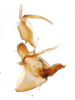 Pygofer, lateral view: !! display not done !! on Stenocranus (Codex) similis Crawford, 1914: (Observation).