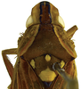 Head on Caetana pulchra Domahovski, Gonçalves, Takiya & Cavichioli, 2019: Female paratype [DZRJ]: head, pronotum and mesonotum, dorsal view. (Observation).