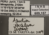 Other on Apulia excelsa Distant, 1908: Labels - color variation. (Observation).