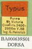 labels (syntype of Locusta migratoria burmana). Depicts CollectionObject 1501072; bd2f0388-65fb-460d-a211-e696e60ae6d3, a CollectionObject.