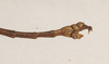 CollectionObject 1560717; NHMUK(SF IMPORT DUPLICATE) 844536, 1d7b5577-9d43-411b-8575-0340ee55efd2: copyright Natural History Museum, London. male: end of abdomen, lateral view (paralectotype) [= Paracalynda utilaensis (Zompro, 1998)]. (CollectionObject).