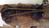 Eubliastes chlorodictyon Montealegre-Z. & Morris, 1999: female pronotum, dorsal view (paratype). (Otu).
