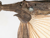 CollectionObject 1561456; 210b211b-1ca0-4b94-8d3e-219cefd491d5: copyright MHNG Geneva. female forewing (holotype). (CollectionObject).
