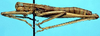 CollectionObject 1499276; 3cb3a35c-883c-4171-b3f3-c18a26448fe2: male, lateral view (holotype). (CollectionObject).