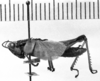 CollectionObject 1529630; 8a0155c0-f872-4304-bbd4-5c510075b61d: Image Carbonell, C.S. male, lateral view (syntype). (CollectionObject).