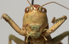 CollectionObject 1527093; fc4e2767-a738-4726-a993-84b6daf1bb14: male, frontal view (holotype). (CollectionObject).
