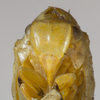 Head on Anormenis coerulescens (Melichar, 1902): (Observation).