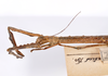CollectionObject 1563553; d559af2a-ad80-4c43-b24c-7bb8cd2c11b1: copyright ZMHB, Berlin. female: head & thorax, lateral view (syntype). (CollectionObject).