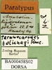 CollectionObject 1578403; e5d8a094-f762-43de-9a61-c9583c9ee58d: labels (paratype). (CollectionObject).