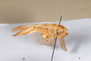 CollectionObject 1532900; 79ee8bd7-2f4d-44c2-9a3b-9c28308aadb7: male, lateral view (holotype). (CollectionObject).