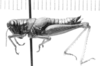CollectionObject 1525992; ea4421ed-a580-4c30-956c-15dd633ef581: female, lateral view (allotype). (CollectionObject).