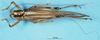 CollectionObject 1506946; 3789fad8-2978-46ab-a729-bbcc0b860599: female, dorsal view. (CollectionObject).