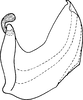 Aedeagus, lateral view: !! display not done !! on Paramesus major Haupt, 1927: Aedeagus, lateral view. (Observation).
