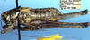 Idiostatus kathleenae Rentz, 1973: male, lateral view (paratype). (Otu).