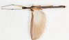 CollectionObject 1560947; NMW 155, 9755451c-0149-4e90-bc05-faf318fdcad6: copyright NMW, Vienna. male, dorsal view (holotype). (CollectionObject).