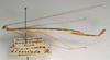CollectionObject 1560094; NMW 1101, 3249e755-b504-4e54-a4ed-e0ba3122b41c: copyright NMW, Vienna. male, lateral view of synonym Sipyloidea biseriata (holotype). (CollectionObject).