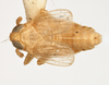 Habitus, dorsal view on Delphacodes turgidus Beamer, 1948: (Observation).