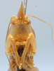 CollectionObject 1520674; b33062fc-4914-4a64-b87d-07a1160f2457: male face. (CollectionObject).