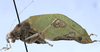 CollectionObject 1541600; b912425d-c77e-45a8-9ab5-38ab55e5656f, MNHN-EO-ENSIF1612: male, lateral view (paratype of permaculata). (CollectionObject).