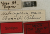 CollectionObject 1535144; a7879ff4-89a9-43b6-bb21-aedf7517837c: labels (syntype). (CollectionObject).