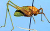 Marenestha inconspicua Brunner von Wattenwyl, 1878: probably ANSP specimen. male, lateral view (from Chile, Valparaiso). (Otu).