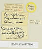 CollectionObject 1571014; 52612728-1c17-4360-86a0-c713a75183c8: labels (paratype). (CollectionObject).