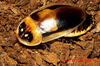 Lucihormetica fenestrata Zompro & Fritzsche, 1999: Copyright G. W. Beccaloni. Adult male reared by G. Beccaloni from nymph collected by A. Harman in decaying wood at Malocas Jungle Lodge, Rio Prato da Eva, Amazonas, Brazil. 12/viii/2003. (Otu).