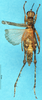 CollectionObject 1507045; 05a95948-22e5-4f46-8d45-8a91daf9c249: male, dorsal view (holotype). (CollectionObject).