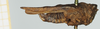CollectionObject 1584030; 9eb4cd3e-ab79-4361-9e2e-2ca8b57cff98: female, lateral view (syntype). (CollectionObject).