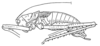 CollectionObject 1499287; bfad5968-bafe-4da9-8dce-f902d4c007e6: Fig. 2. male habitus (body length 37 mm, pronotum 10 mm). (CollectionObject).