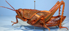 CollectionObject 1514431; c7eb7eb3-50d0-4d8b-9a05-f58e94beb22f, MLP0057/4: female, lateral view (paratype). (CollectionObject).