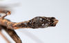 CollectionObject 1560957; 86a6529c-7fa7-4590-a732-d953ee652451: copyright ANSP. female: end of abdomen, ventral view (holotype). (CollectionObject).