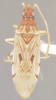 Ozophora gilva Slater & Baranowski, 1983: Ozophora gilva HOLOTYPE (NMNH) - (CC BY-NC 3.0) - Photo by Pablo M. Dellapé with permission from the National Museum of Natural History (NMNH), Smithsonian Institution, Washington, D.C. (Otu).